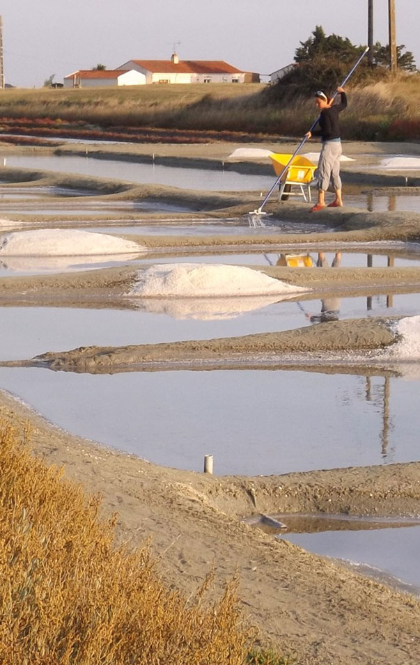 Fleur de sel à Beauvoir-Sur-Mer