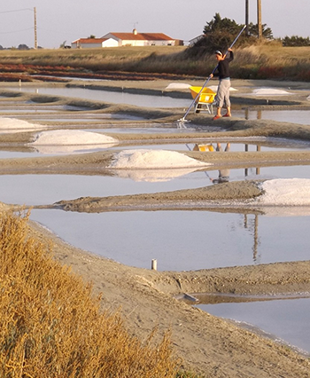 Saunier en Vendée