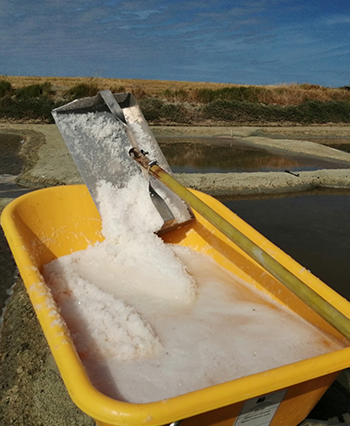 Visite guidée de marais salant en Vendée
