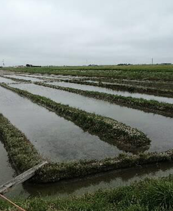 Vente de sel brut en Vendée