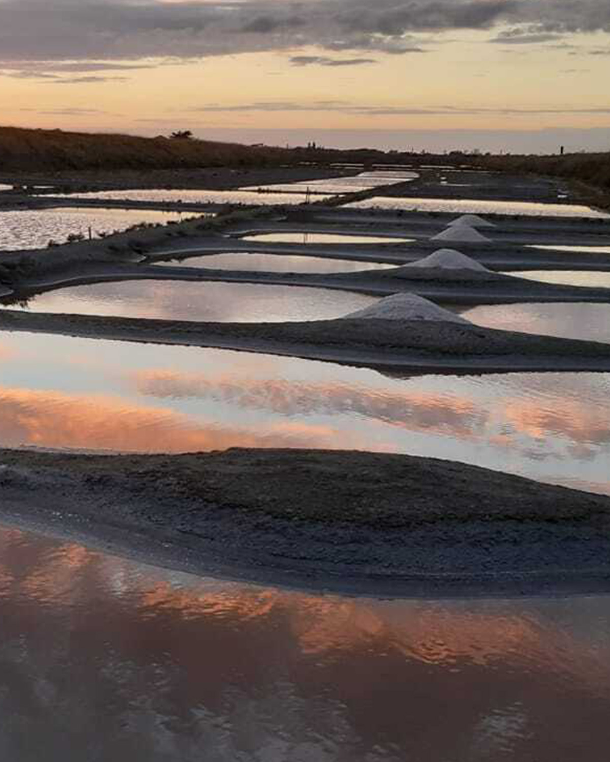 Expérience salicole en Pays de la Loire